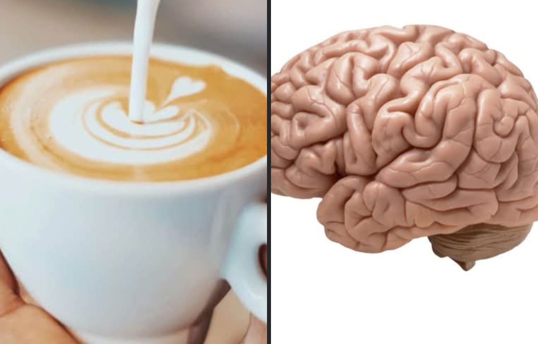 Cafe-y-cerebro Buenas noticias para los cafeteros un estudio revela grandes beneficios del café
