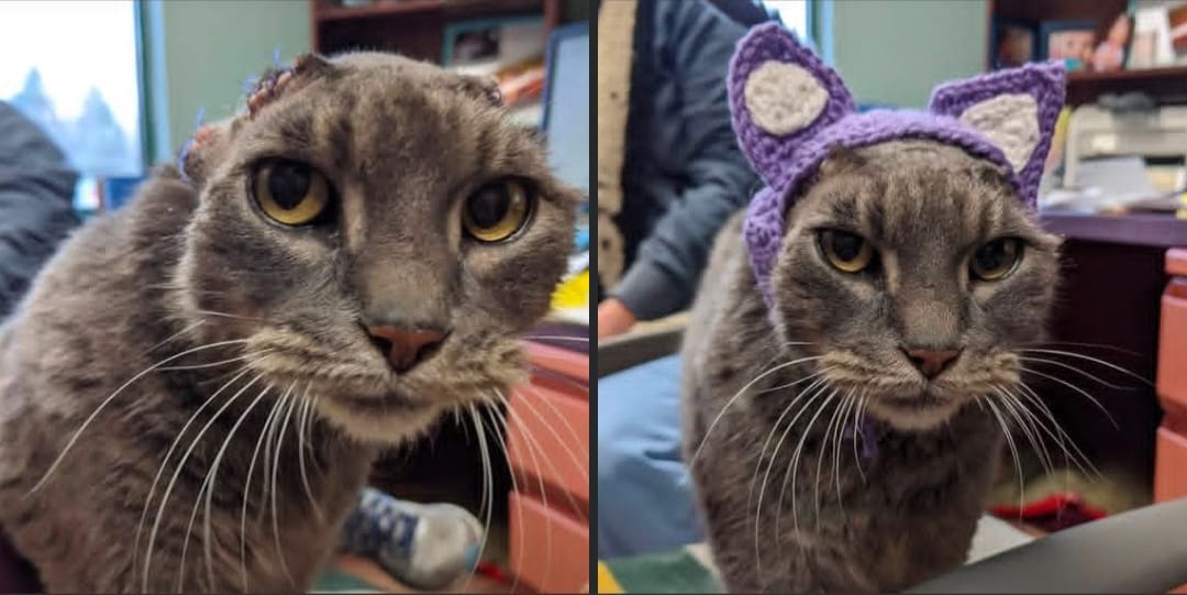 Gatito-sin-orejas Gatita sin orejitas recibe orejitas tejidas y conquista internet