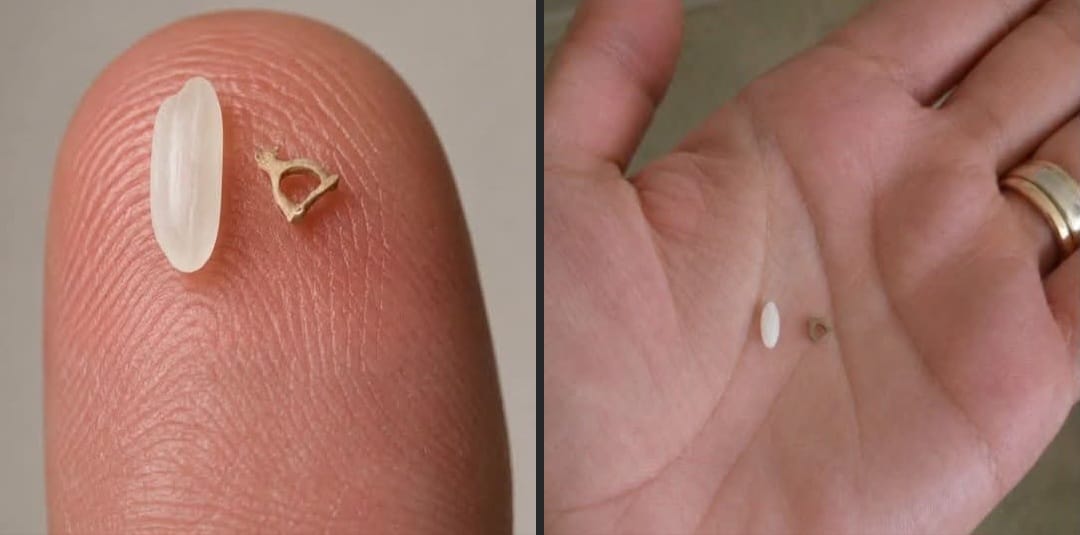 Hueso-mas-pequeno ¿Sabías que? El hueso más pequeño del cuerpo humano es más pequeño que un grano de arroz