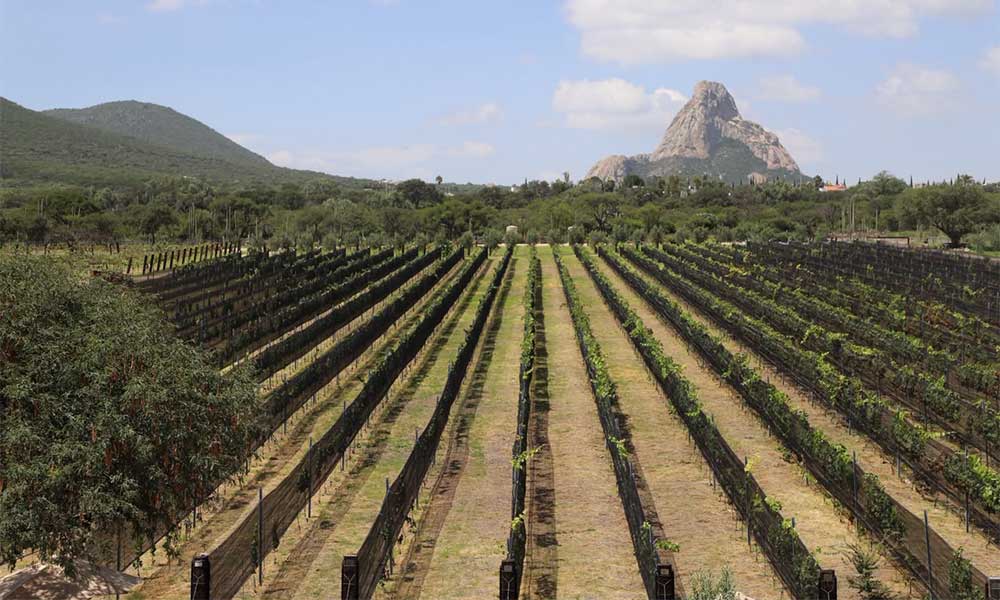 Inauguran-Vinedo-de-Piedra-2 Inauguran «Viñedo de Piedra» en Ezequiel Montes; refuerza la Ruta del Arte, Queso y Vino