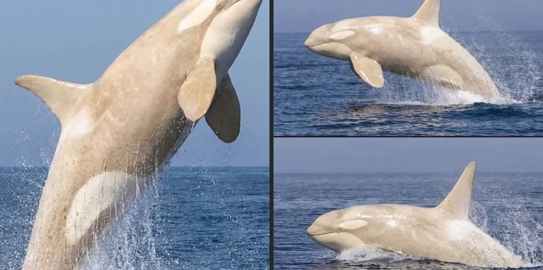 Orca-blanca-en-japon Captan a orca albina surcando las aguas de Japón y deja a todos sin aliento