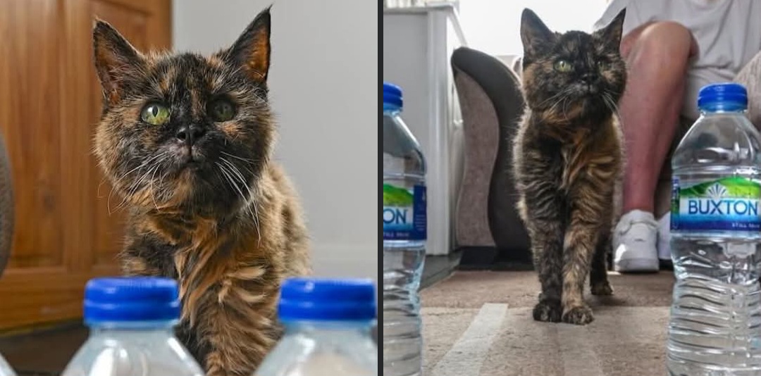 Gata-mas-longeva-del-Mundo La gata más vieja del mundo acaba de cumplir 31 años y quiere romper todos los récords