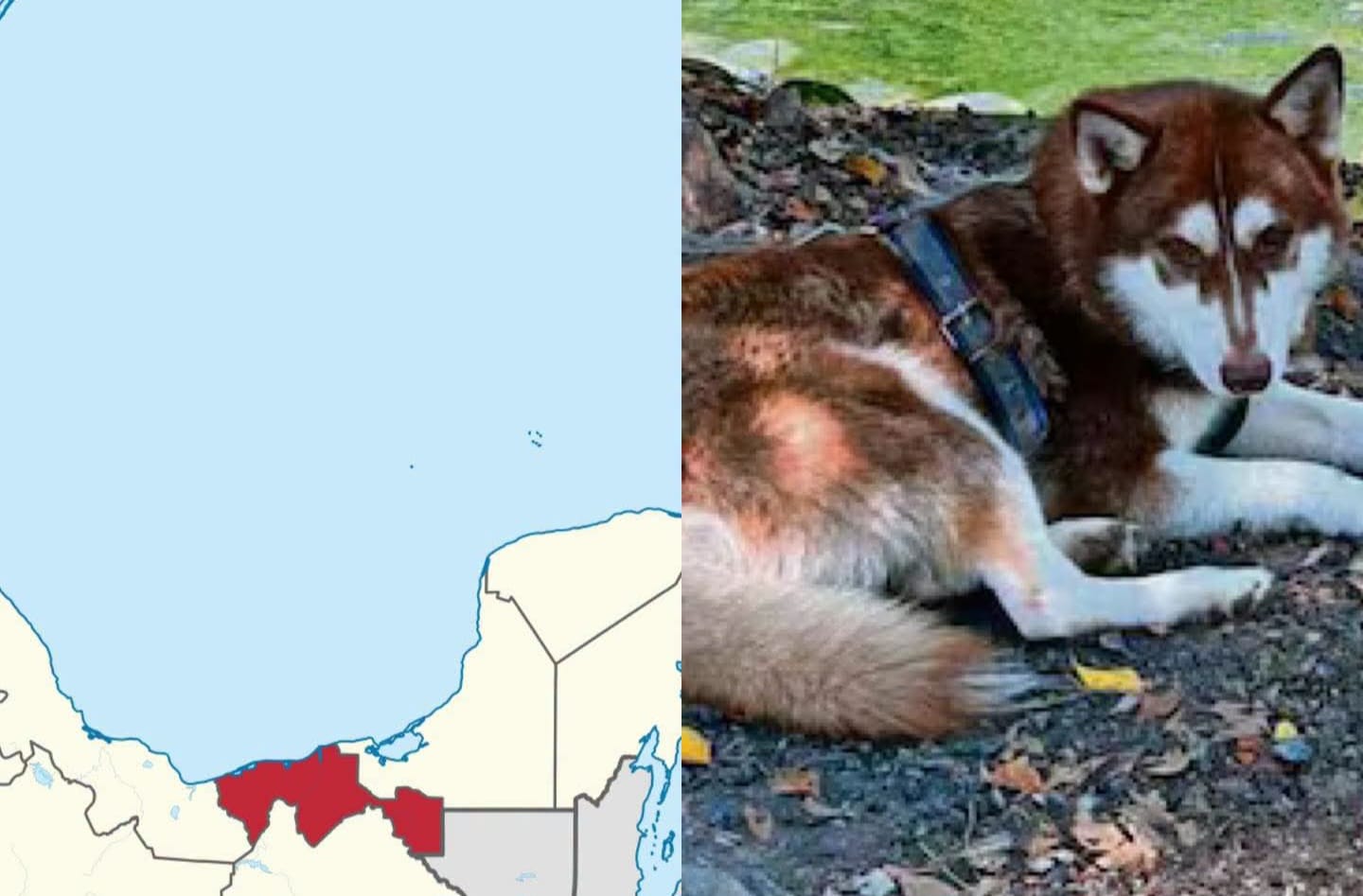 Husky-recibe-pension Un Husky siberiano de Tabasco recibirá pensión alimentaria tras separación de sus dueños