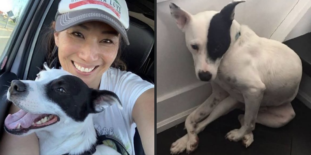 Perrito-y-mujer-se-hacen-compania Se tenían miedo mutuamente y terminaron salvándose